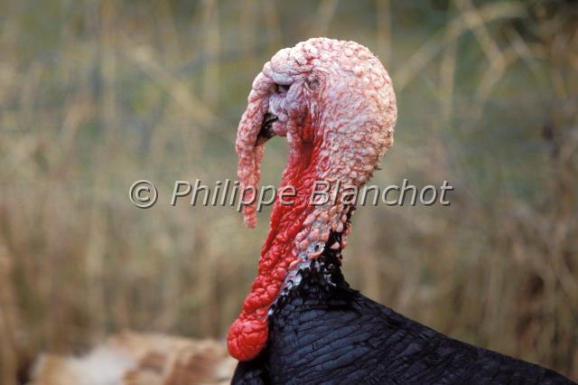 meleagris gallopavo.JPG - Dindon sauvageMeleagris gallopavoWild TurkeyMéléagrididésFrance